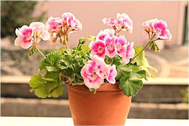 夢到自己家露雨是什麼預兆_周公解夢官網