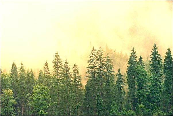 夢見救了只鳥把它翅膀剪了代表什麼_周公解夢官網