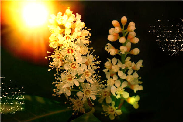 夢到老家院子栽大樹是什麼兆頭_周公解夢官網