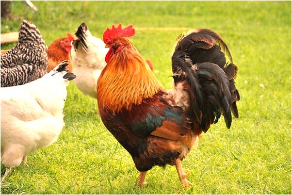 夢到下門牙疼痛難忍代表著什麼?_周公解夢官網