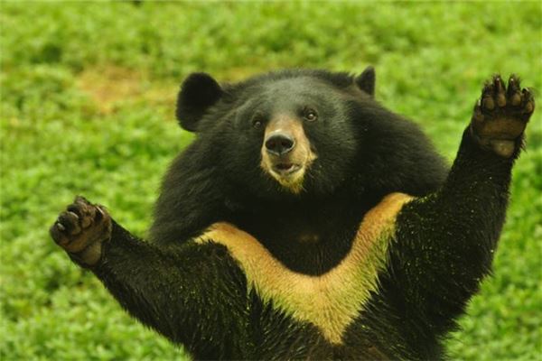 夢見黑熊用爪子拍打親人的頭是怎么回事_周公解夢