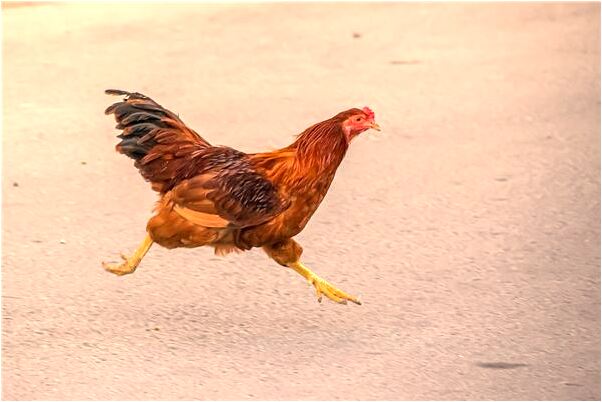 夢到了一群白豬花豬預示什麼_周公解夢官網