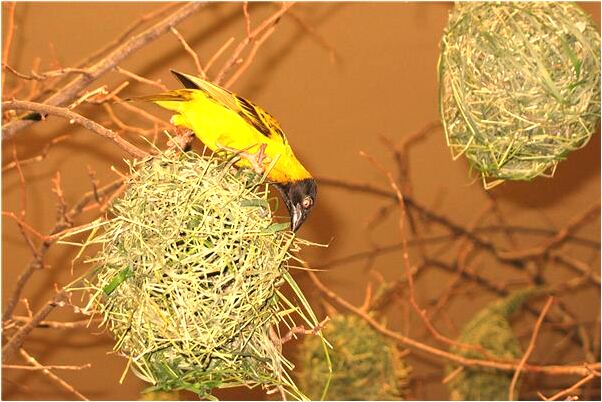 夢見有人推我後背好不好_周公解夢官網