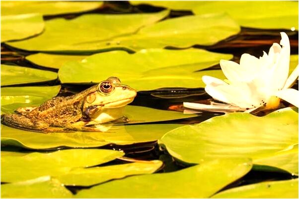 夢到了單身爛掉是什麼意思_周公解夢官網