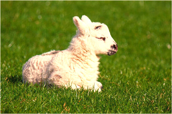 夢到了馬路上漲洪水是什麼意思_周公解夢官網
