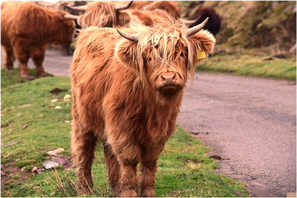 夢見女朋友得頭髮剪短了會怎么樣_周公解夢官網