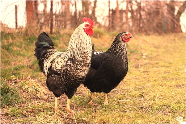 夢見鱷魚產仔有什麼預兆_周公解夢官網