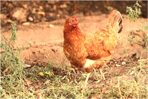 夢到了老婆穿著三角褲是什麼徵兆_周公解夢官網