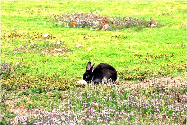 夢到每日星運會是什麼預兆_周公解夢官網