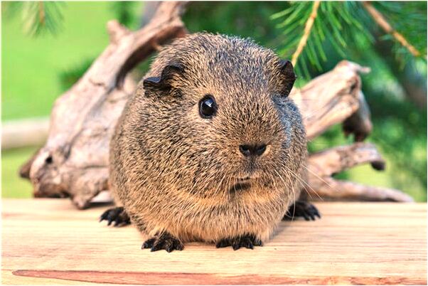 夢到掉進井是好的徵兆嗎_周公解夢官網