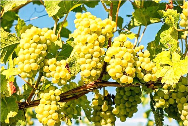 夢見已故戀人是什麼徵兆_周公解夢官網