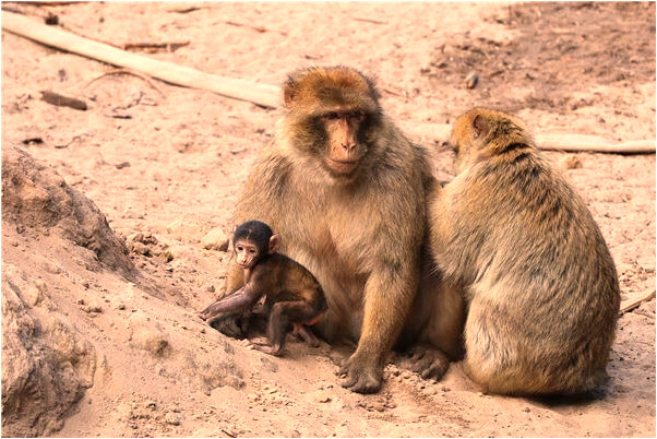 夢到和女友打野戰是啥預兆_周公解夢官網