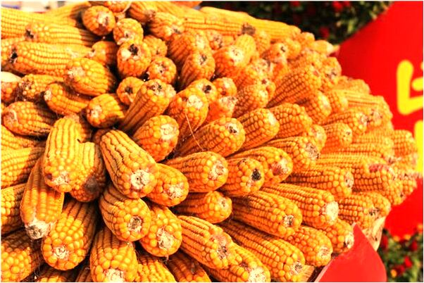 夢到了老婆給我買新手機會怎么樣_周公解夢官網