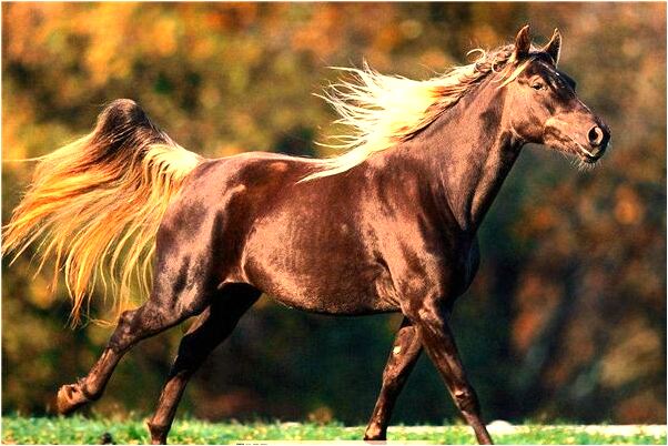 夢見自己家的大房子倒了意味著什麼_周公解夢官網