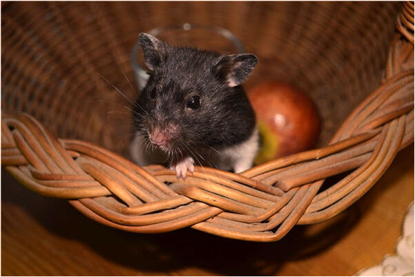 夢見大白連魚會是什麼預兆_周公解夢官網