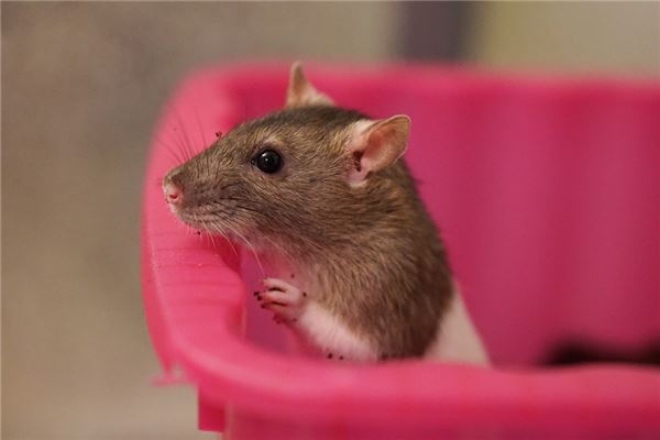 1972年屬什麼生肖五行_十二生肖