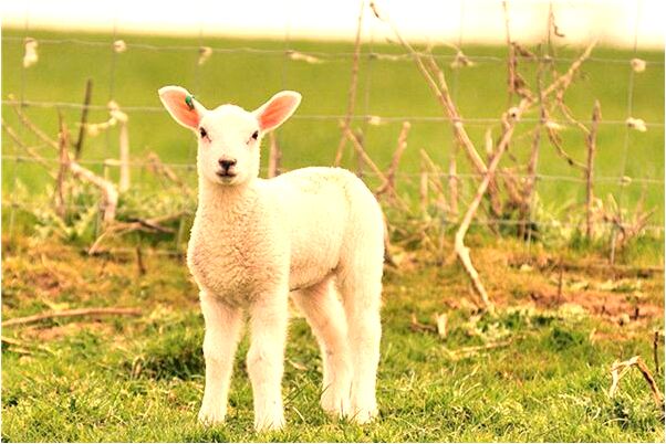 夢到很多人抬著黑棺材去埋怎么回事_周公解夢官網