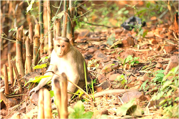 夢見鋸斷大樹枝怎么樣_周公解夢官網