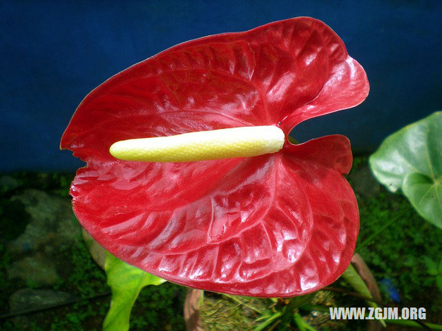 夢見尿憋不住尿一地_周公解夢夢到尿憋不住尿一地是什麼意思_做夢夢見尿憋不住尿一地好不好_周公解夢官網