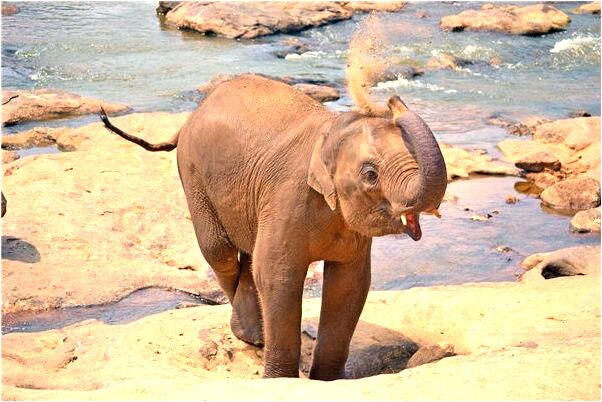 夢見香火壽桃是啥意思_周公解夢官網