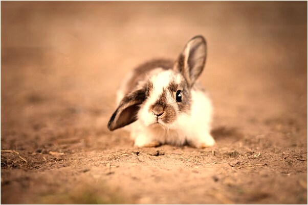 夢到豬說話的預兆_周公解夢官網