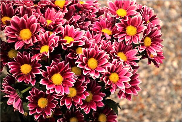 夢到了談戀愛是什麼意思_周公解夢官網