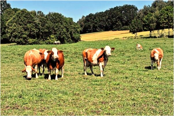 夢到一條紫紅的大蛇會是什麼預兆_周公解夢官網