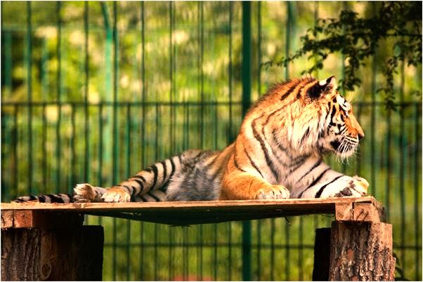 夢到一群大白豬在水裡游是好的徵兆嗎_周公解夢官網
