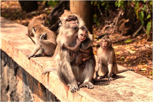 夢到了魚池撈一盆子魚是好是壞_周公解夢官網