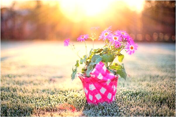 夢到了在雪地里看到狐狸是凶兆還是吉兆_周公解夢官網