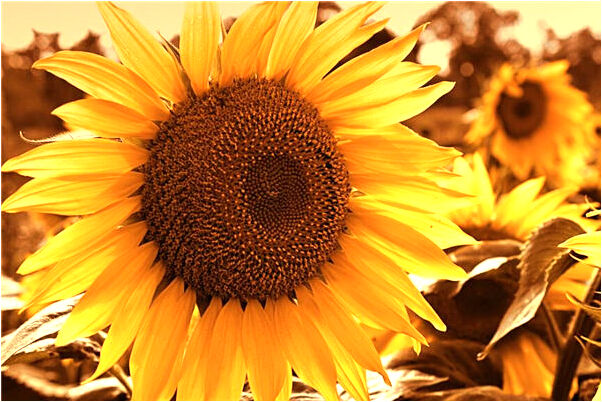 夢見做愛後射精是不是好的徵兆呢_周公解夢官網