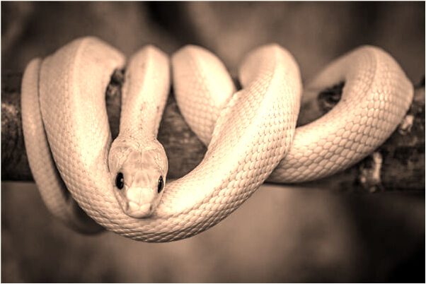 夢到捉青蛙和螃蟹順便拾玉米有什麼含義_周公解夢官網