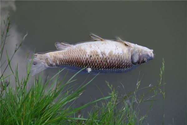 夢見河裡好多死魚_周公解夢