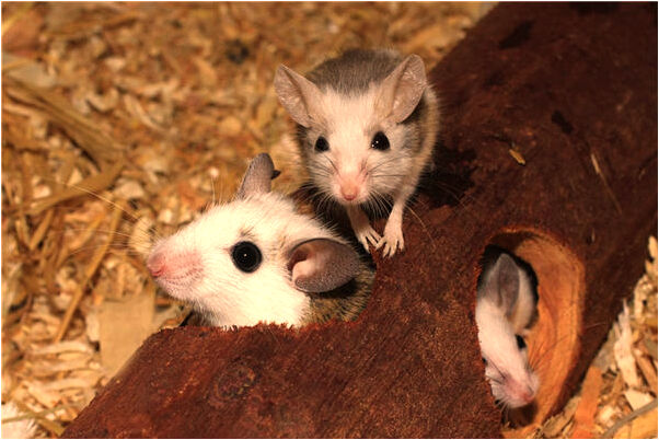 夢到直升機突然降落湖中是不是好的徵兆呢_周公解夢官網