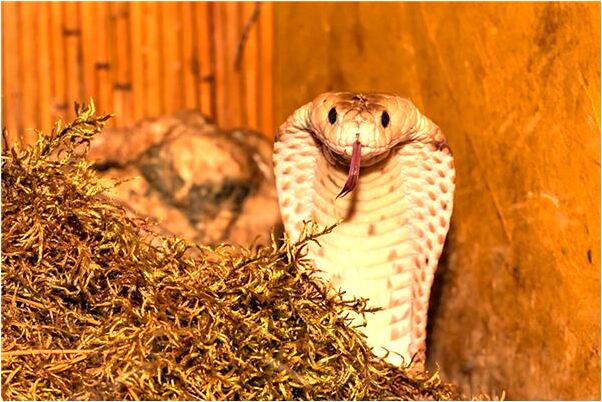 夢到婆婆親我的老公是什麼意思?_周公解夢官網