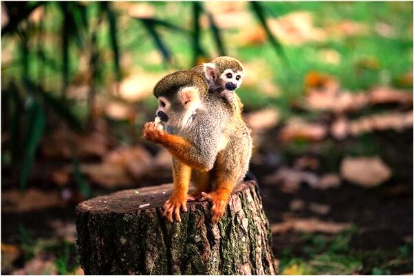 夢見被日本鬼子抓住了又逃了有什麼預示嗎_周公解夢官網