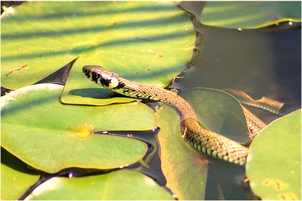 夢到了火災及大地震是什麼兆頭_周公解夢官網
