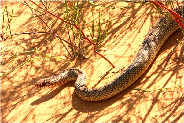 夢見耳朵里挖出東西會是什麼預兆_周公解夢官網
