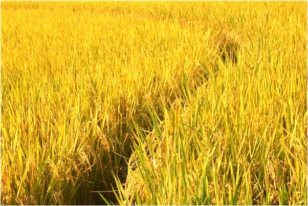 夢到一隻鞋子被燒掉了是好是壞_周公解夢官網