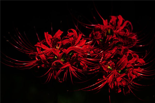 夢見彼岸花是什麼意思_周公解夢