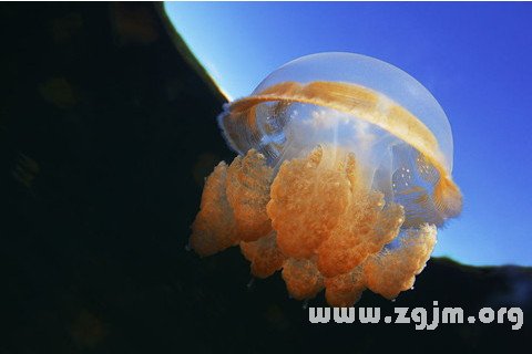 Dream of jellyfish