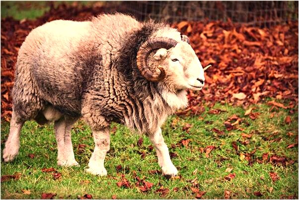 夢到了蛇鑽進我的陰道又出來是不是好的徵兆呢_周公解夢官網