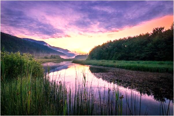 夢到了在河裡有小蟲代表著什麼？_周公解夢官網