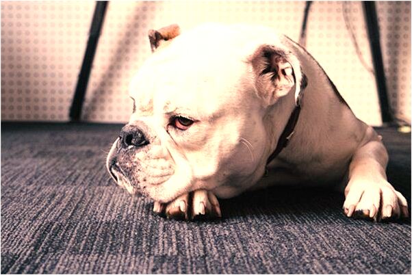 夢見爸爸雙手被砍預兆了什麼嗎_周公解夢官網