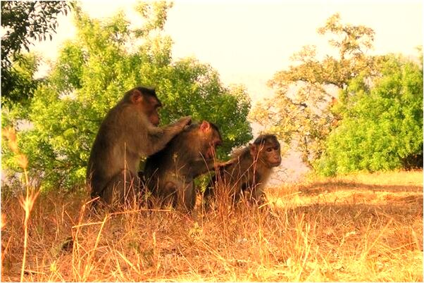 夢到蜈蚣傷害魚預兆了什麼嗎_周公解夢官網