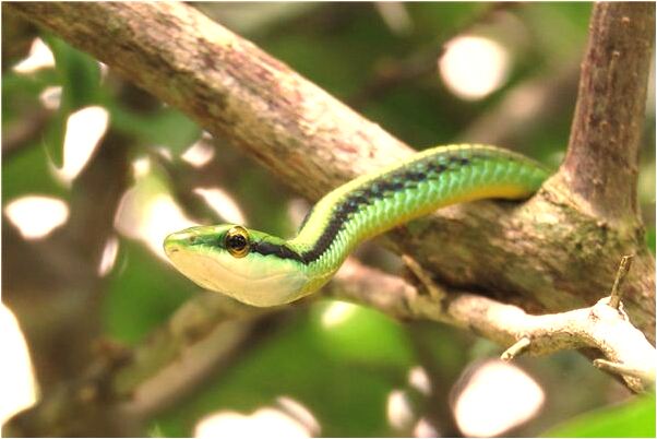 夢見自己沒有懷孕還被人追是啥預兆_周公解夢官網