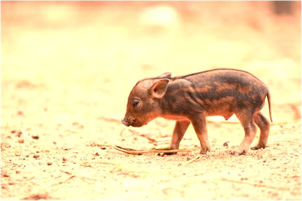 夢見著一個小女孩有什麼寓意嗎_周公解夢官網