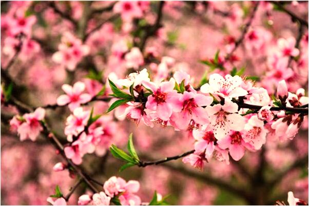 夢到了把偷我烏龜的女人左手扭斷有什麼說法_周公解夢官網