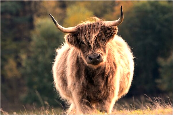 夢到同事間追跑怎么樣_周公解夢官網