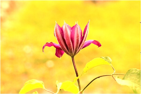 夢到了被蛇要到腳怎么樣_周公解夢官網